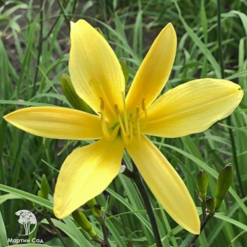 Фото Лилейник Цитрина