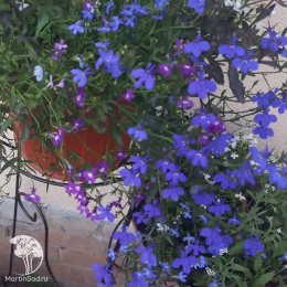 Лобелия Жемчужная нить DH