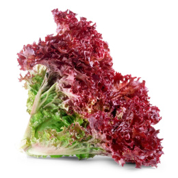 Салат Лолло Росса листовой