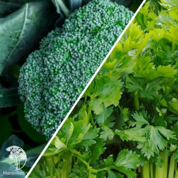 Фото Капуста брокколи Мачо +Сельдерей Ванюша серия Дуэт Хорошие соседи 