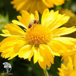 Гайлардия крупноцветковая Меса Еллоу