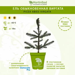 Ель обыкновенная Виргата