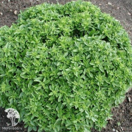 Базилик Гвоздичный