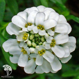 Иберис вечнозелёный Сноуфлэйк