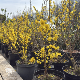 Форзиция промежуточная Миниголд