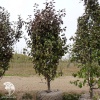 Яблоня обыкновенная Орловское полосатое фото 4 