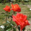 Роза чайно-гибридная Моника фото 2 