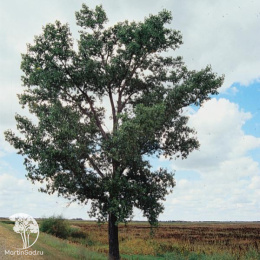 Тополь дельтовидный Фуего