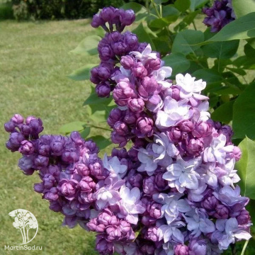 Фото Сирень Тарас Бульба