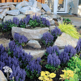 Живучка ползучая Блюберри Маффин