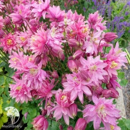 Aquilegia Clementine Rose Аквилегия Клементина Роуз