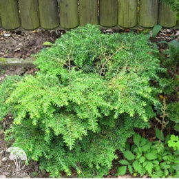 Тсуга канадская Нана