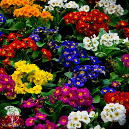 Примула золотистая Смесь окрасок