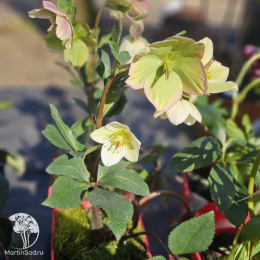 Морозник Айс эн Роузес Вайт