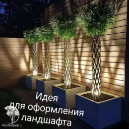 Ива плетёная (датские корни)