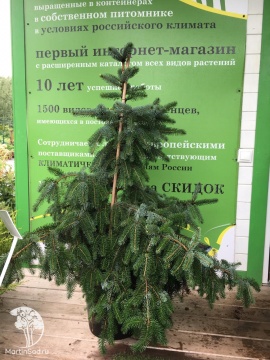 Фото Пихта корейская Грин Дресс