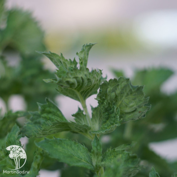 Фото Мята Чай с Бергамотом