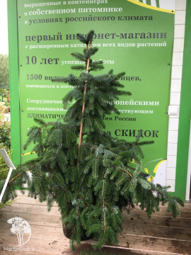 Фото Пихта корейская Грин Дресс