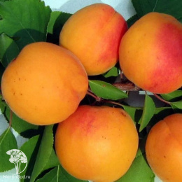 Абрикос гибрид Деликатесный + Юбилейный