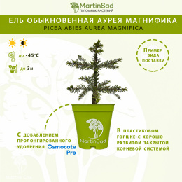 Ель обыкновенная Аурея Магнифика
