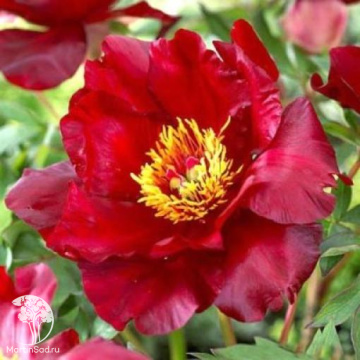 Фото Пион ИТО-гибрид Скарлет Хевен