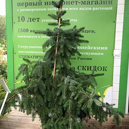 Пихта новогодняя корейская Грин Дресс