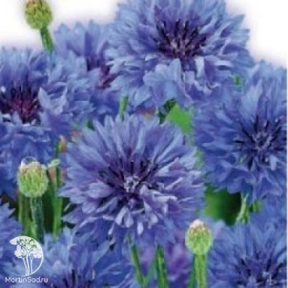 Василек Волна, синий, серия Лавандовые грезы