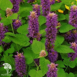 Мята Корейская ---  Л.ог.