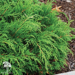 Микробиота перекрестнопарная Бенетацо