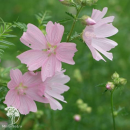 Мальва мускусная Розеа