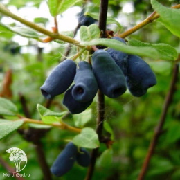 Жимолость съедобная Волхова