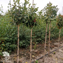 Бересклет европейский Альба на штамбе