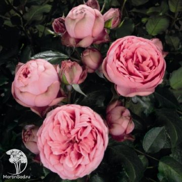 Фото Роза Хэппи Пиано