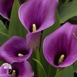 Калла Аметист