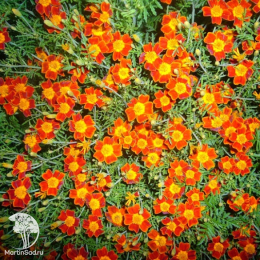 Бархатцы (Тагетес) тонколистные Красный самоцвет