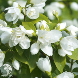  Чубушник гибридный Манто Д'Эрмин