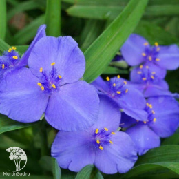 Традесканция Андерсона Блю