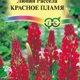 Люпин Красное пламя 
