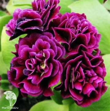 Фото Примула ушковая Ксавьер