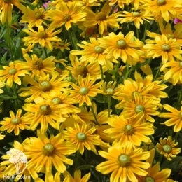 Рудбекия волосистая Прейри Сан