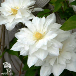 Клематис Исаго