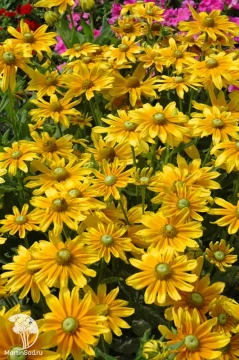 Фото Рудбекия волосистая Прейри Сан