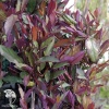Жимолость японская Пурпуреа фото 4 
