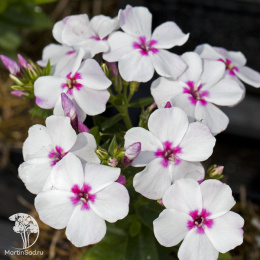 Флокс метельчатый Флэйм Вайт Ай