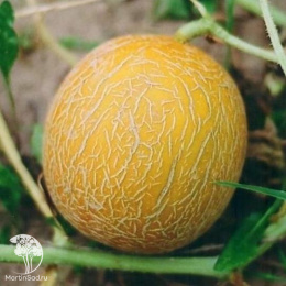 Дыня Колхозница 749/753
