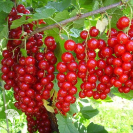 Смородина красная Ранняя Сладкая