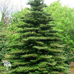 Пихта новогодняя Корейская