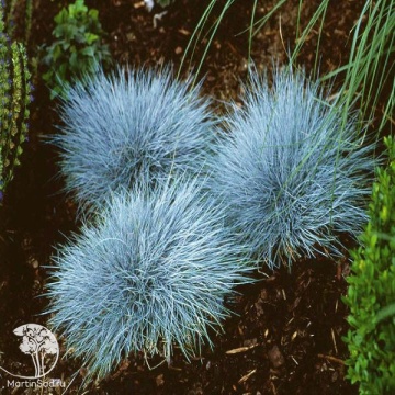 Фото Festuca glauca Elijah Blue Овсяница сизая Элайджа Блю