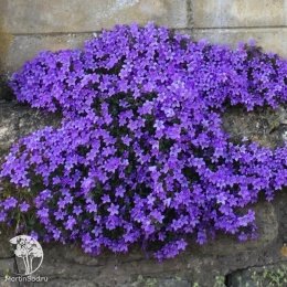 Campanula portenschlagiana Clockwise Compact Deep Blue Колокольчик Портеншлага Клоквайз Компакт Дип Блю