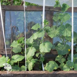 Огурец Король рынка F1 ---  ® Парт